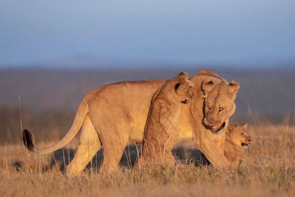 Lion with Cubs