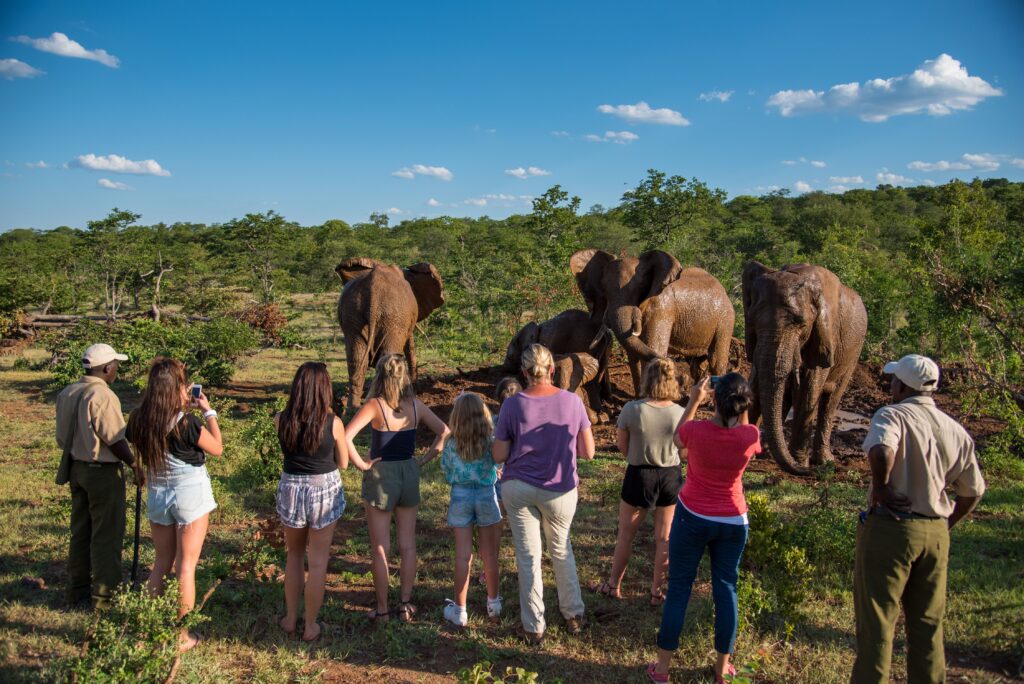 elephant encounter